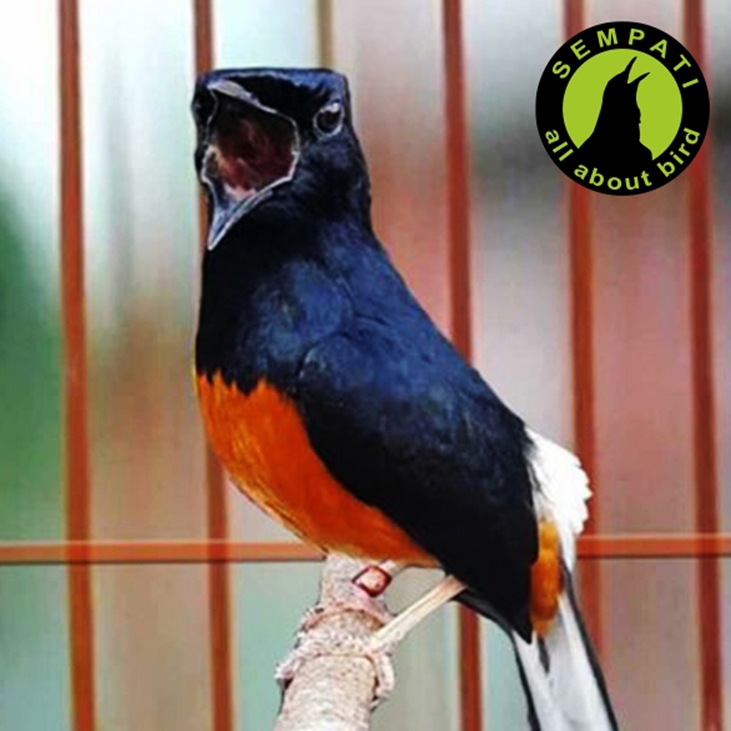 ANTI GONDOK DR.EDHI OBAT BURUNG SAKIT PERNAFASAN SESAK SUARA PENDEK |  Shopee Indonesia