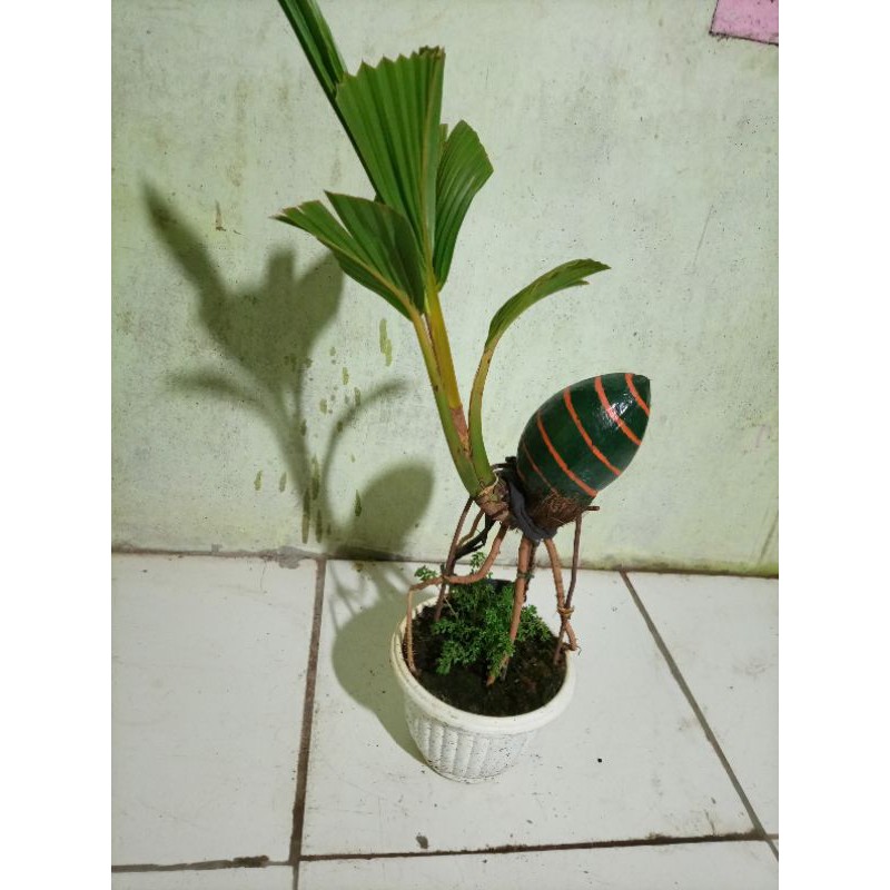 Jual Bonsai Kelapa Motif Lebah Indonesia|Shopee Indonesia