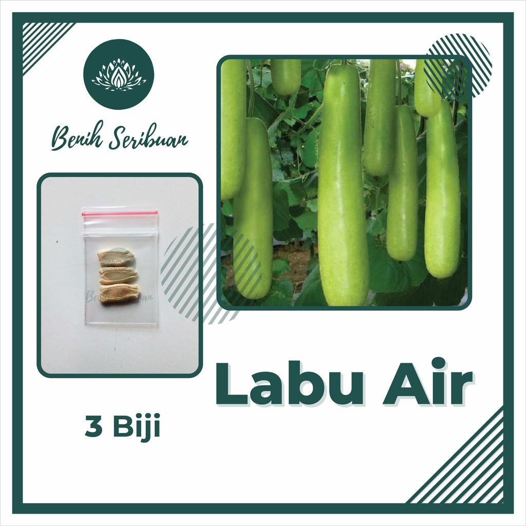 3 Benih Labu Air Panjang Balistik Bibit Sayuran Unggul Bintang Asia