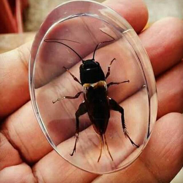 Jangkrik genggong / jangkrik pengusir tikus / jangkrik aduan | Shopee  Indonesia