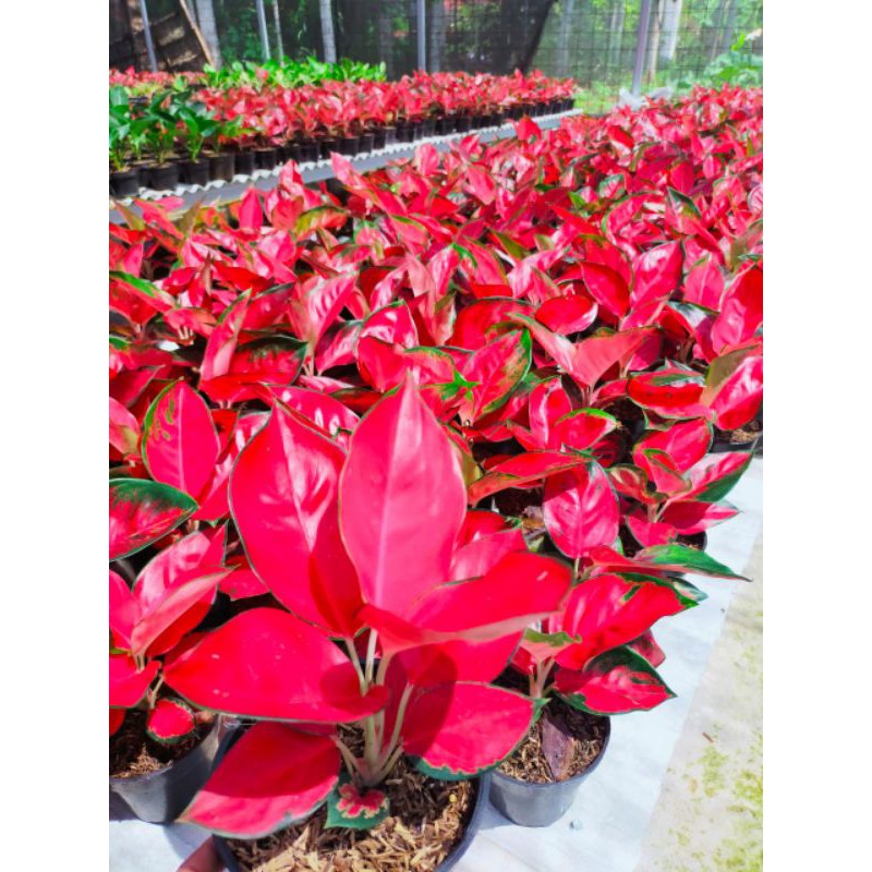 Promo Bonggol Aglonema Suksom Jaipong / Suksom Cultur Shopee Indonesia