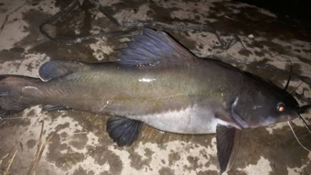 Contoh Gambar Ikan Baung