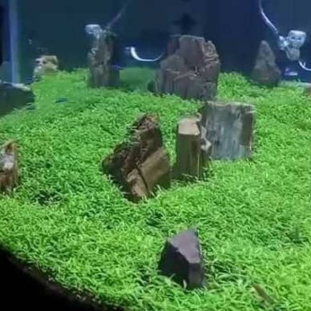Get Tanaman Karpet Aquascape Di Sekitar Kita Gif Aqua Scape Design