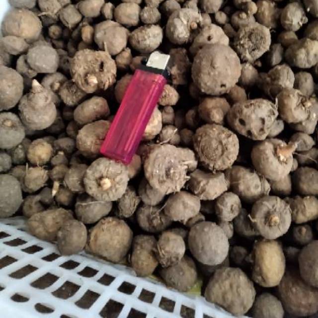 bibit umbi porang 1kg isi 50 biji Shopee Indonesia