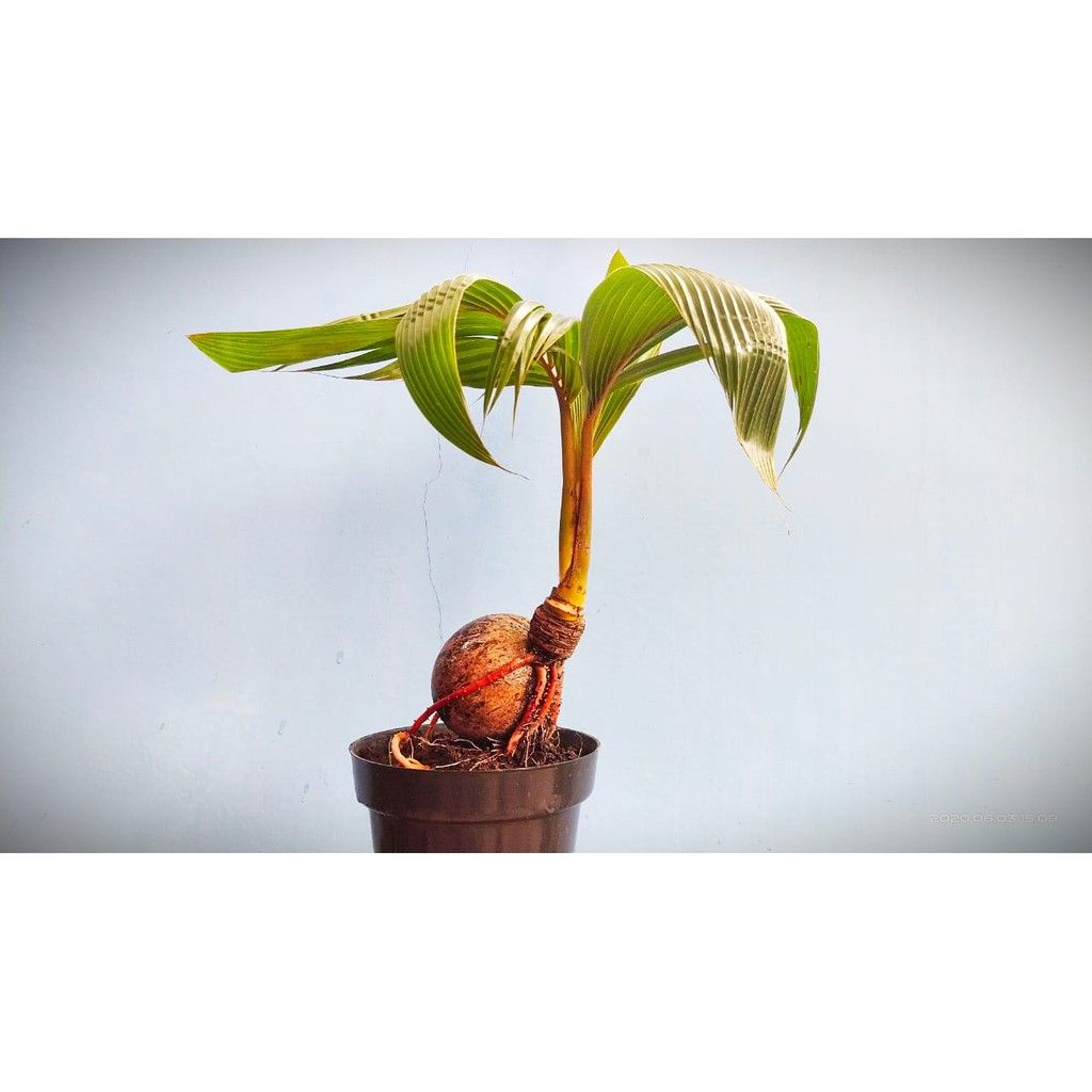 Jual Bonsai Kelapa Mini Jenis Gading Kuning Indonesia|Shopee Indonesia