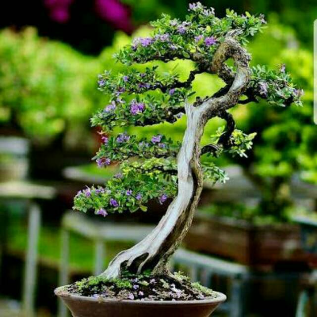 Jual Bibit Bonsai Saeng Simbur Vietnam Indonesia|Shopee Indonesia