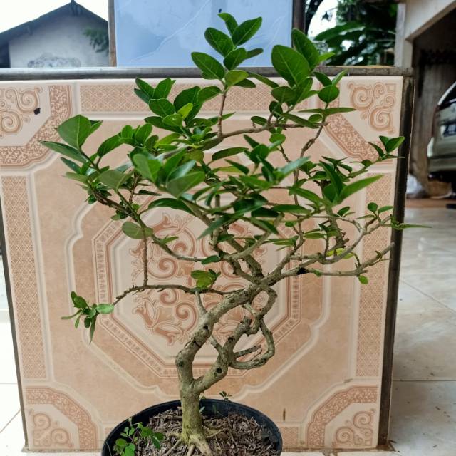 Jual Bahan Bonsai Sancang Unik - Bonsai Sancang Indonesia|Shopee Indonesia