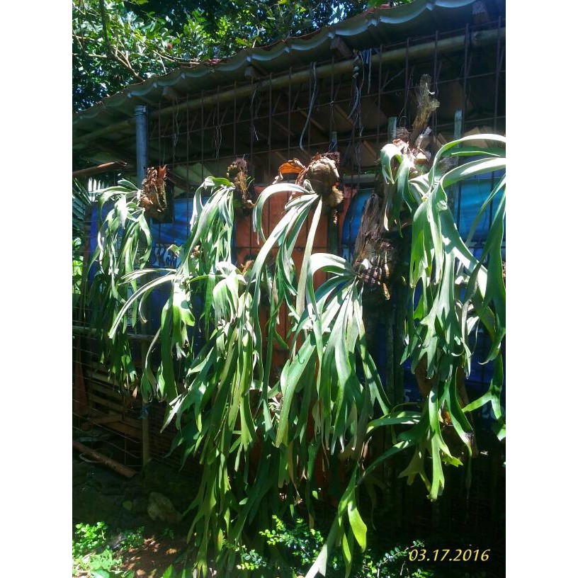 Noministnow Gambar Paku Tanduk Rusa