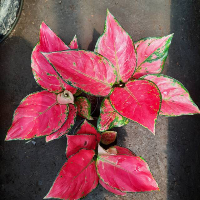 Gambar Bunga Aglaonema Merah Koleksi Foto Bunga