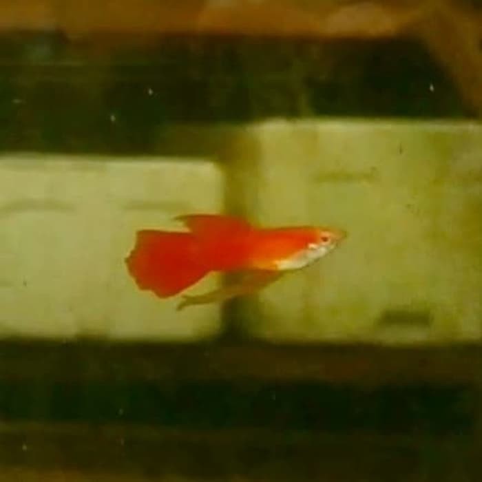 ikan guppy AFR ribbon Shopee Indonesia