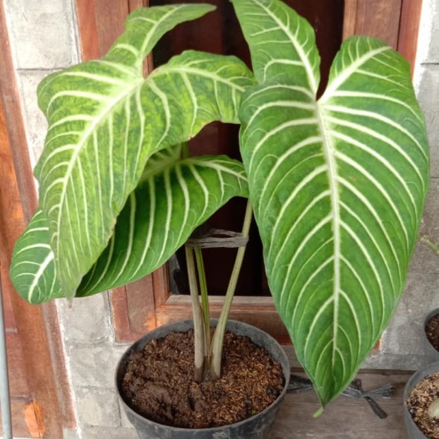 Keladi zebra jumbo caladium Shopee Indonesia