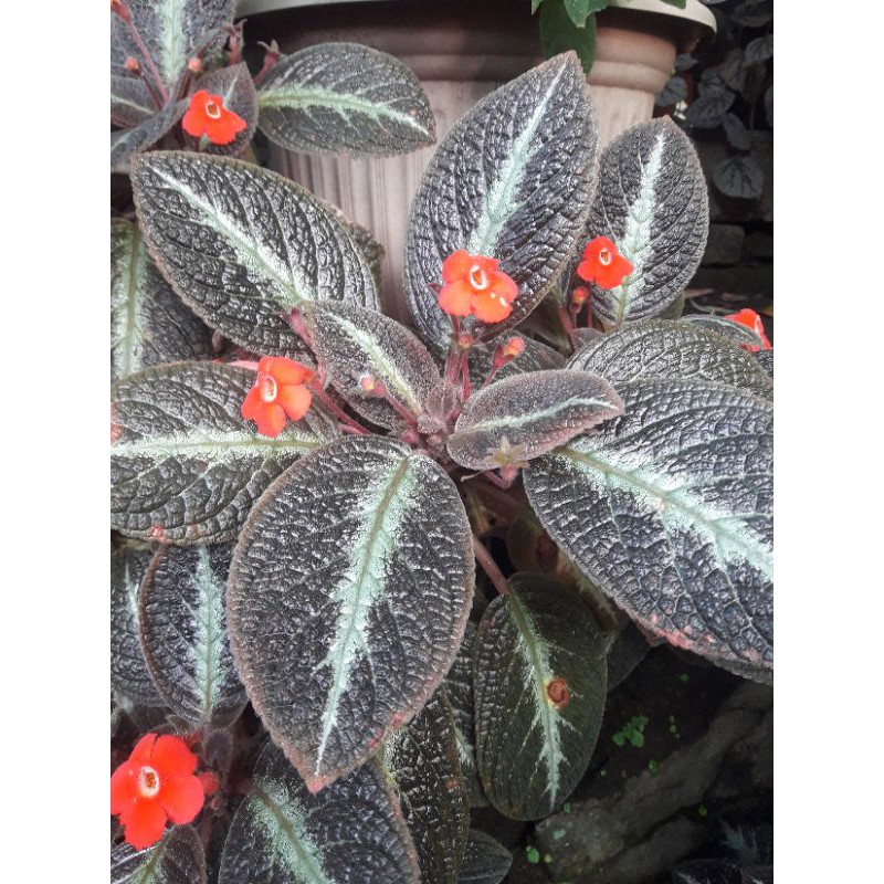 Jual Bunga Episcia Coklat,Ungu,Hijau. | Shopee Indonesia