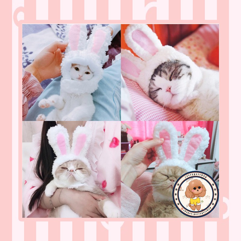 Penawaran diskon dan promosi dari perrypetshop | Shopee Indonesia