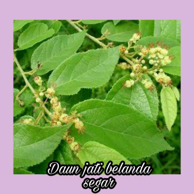 78+ Gambar Daun Jati Belanda Paling Keren - Gambar Pixabay 640_X_640_jpg