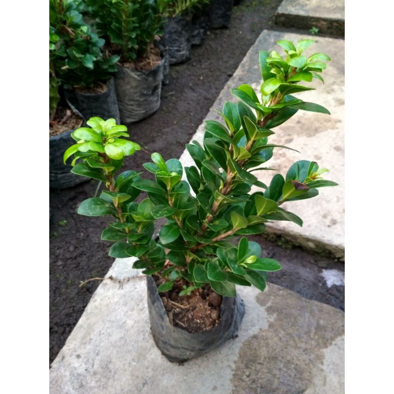 Jual Bahan Bonsai Beringin Kompakta/Ficus Compacta Indonesia|Shopee  Indonesia