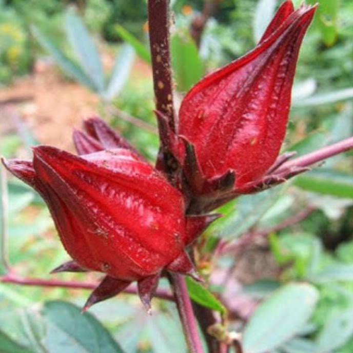 Bunga Rosela / Bunga Rosella Dari Jawa Ke Seluruh Dunia / Bunga rosella