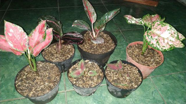 Bibit Caladium / keladi hias Red jaguar murmer Shopee Indonesia