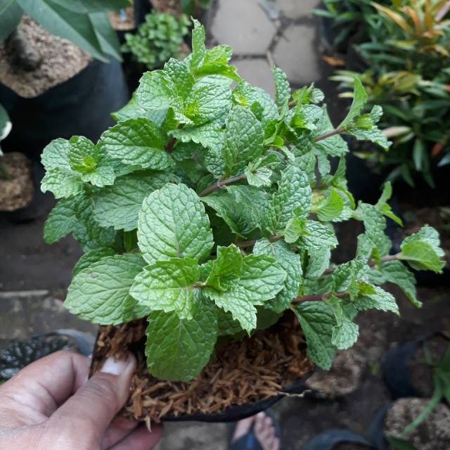 Tanaman / pohon Mint Shopee Indonesia