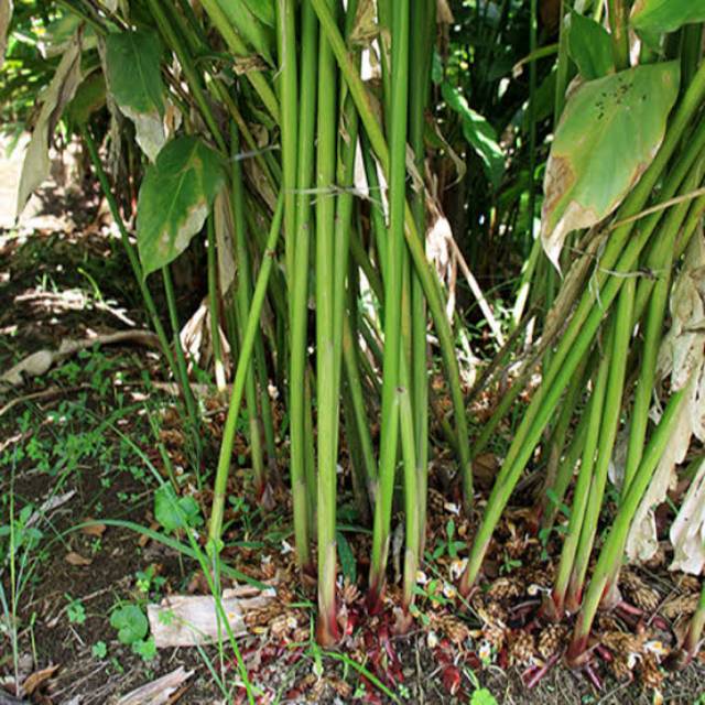 Bibit Tanaman Kapulaga Hibrida | Shopee Indonesia