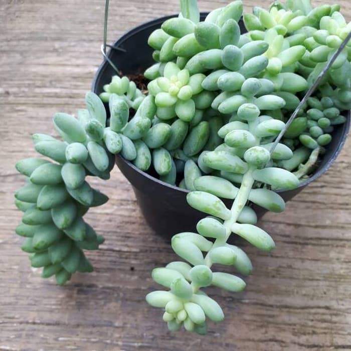 Cara menanam dan merawat bunga Air Mata Ibu HEBAT GARDEN