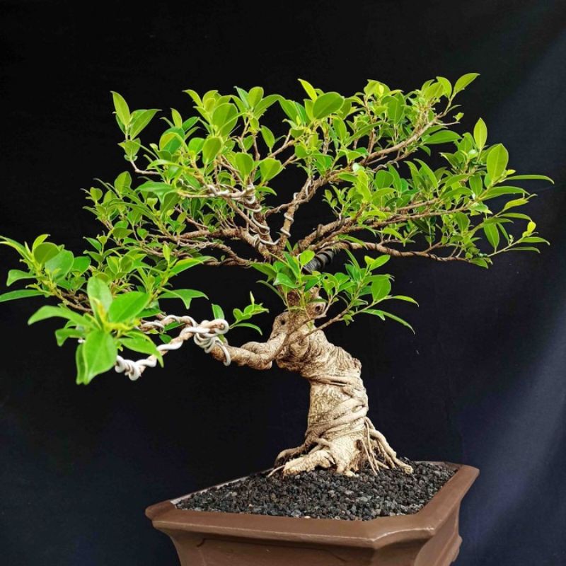 Jual Bonsai Beringin Kimeng Gaya Slanting Indonesia|Shopee Indonesia