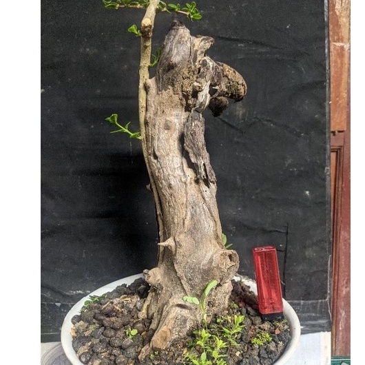 Jual Bahan Bonsai Sancang Mame Tanuki Style Realpic Cakep Indonesia|Shopee  Indonesia