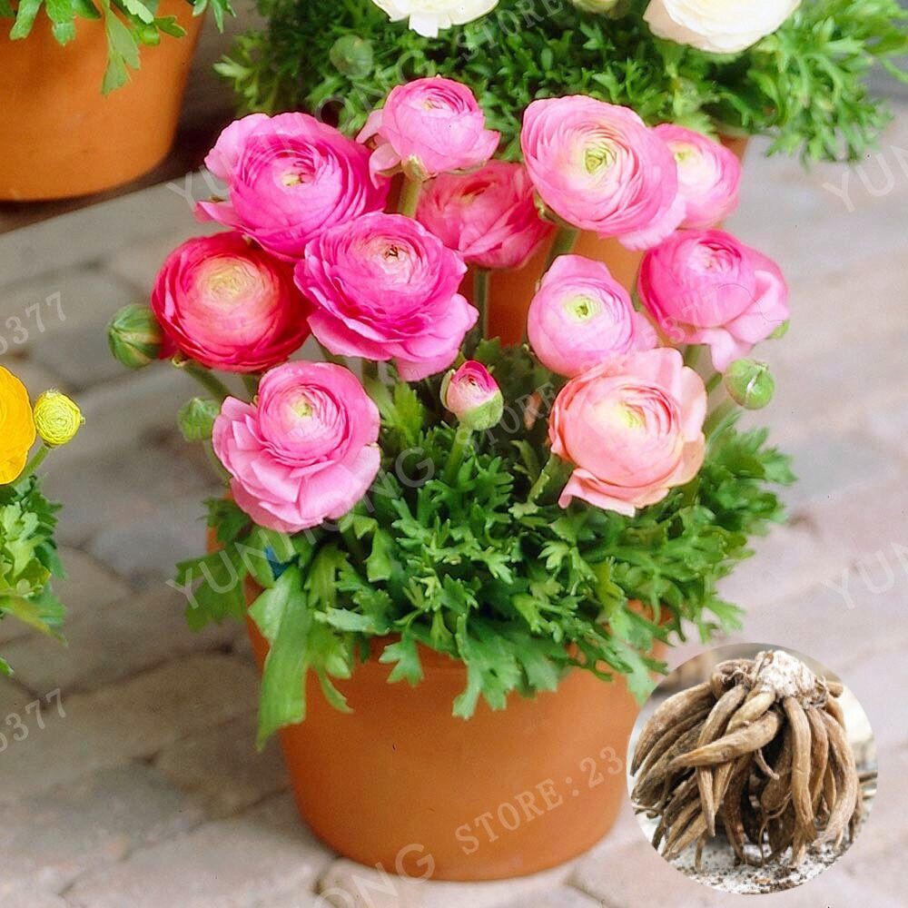 Benih Bibit Bunga Ranunculus Pink (Persian Buttercup) Shopee Indonesia