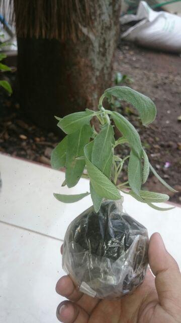 Tanaman Daun Sage | Shopee Indonesia