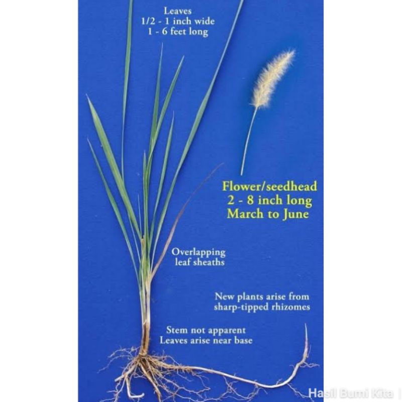 Tanaman Herbal Alang-alang ilalang Akar lalang Imperata cylindrica Bisa  Juga Jadi Atap Hijau Outdoor | Shopee Indonesia