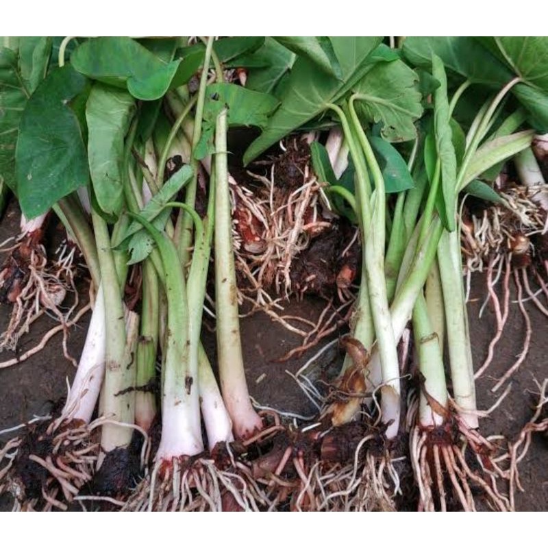 Jual Paket 4 Bibit Talas Belitung Bogor/Pohon talas belitung kimpul