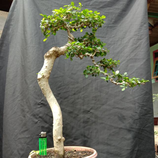 Jual Bonsai Serut Small Indonesia|Shopee Indonesia