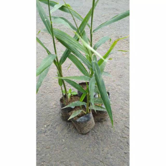 Bibit Jahe Emprit Murah Shopee Indonesia