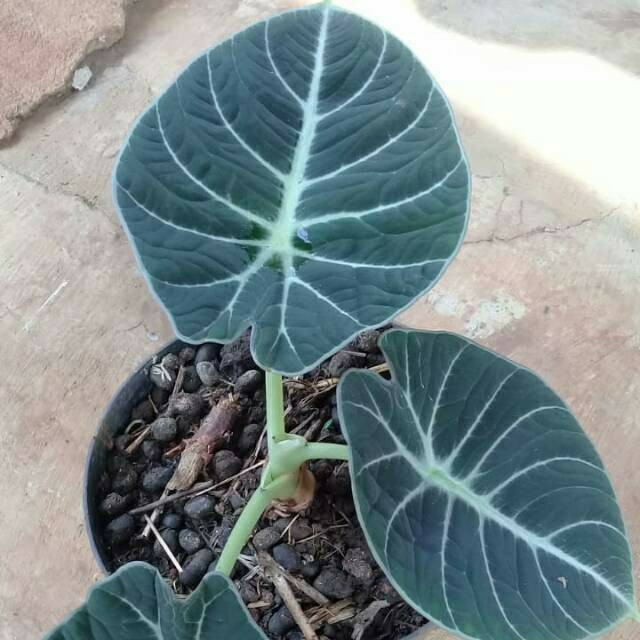 Tanaman alocasia black velvet alokasia blek velvet Shopee Indonesia