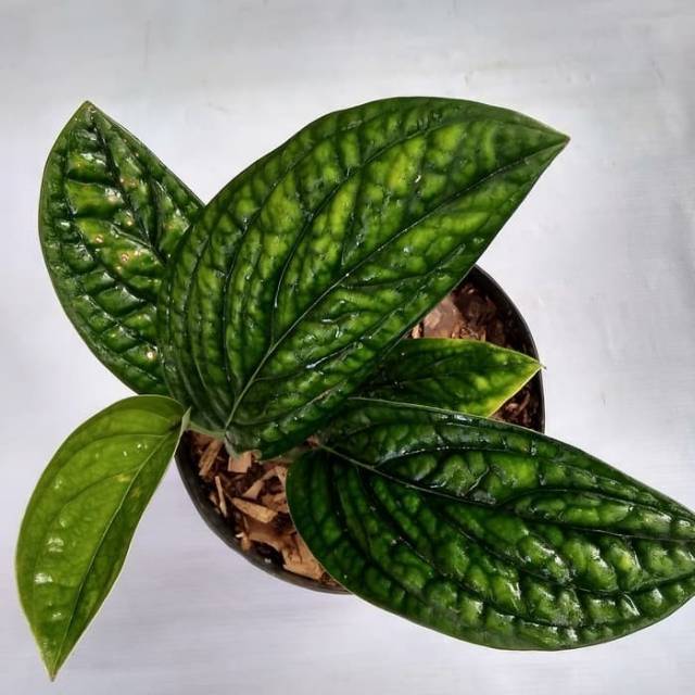 sirih badak / tanaman hias sirih gading badak Shopee Indonesia