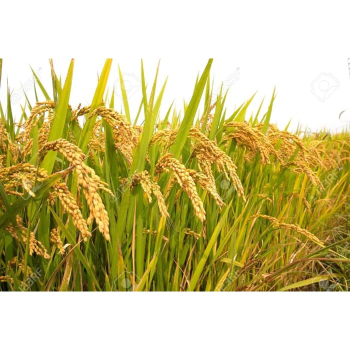 Bibit Benih Seed Biji Padi Grow Your Own Rice Mudah Tumbuh Ayo Tanam Di Pot  - 30 grm | Shopee Indonesia