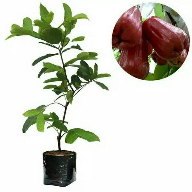 Bibit Jambu Citra Berkualitas ! Bibit Tanaman Buah Jambu Air Citra Sedang  Berbuah Berbunga!Ji | Shopee Indonesia