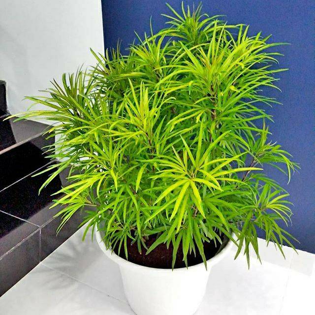 Tanaman hias Ararea poho ararea bibit ararea Shopee
