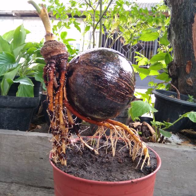Jual Bonsai Kelapa Akar Mapan Daun Kerdil Indonesia|Shopee Indonesia