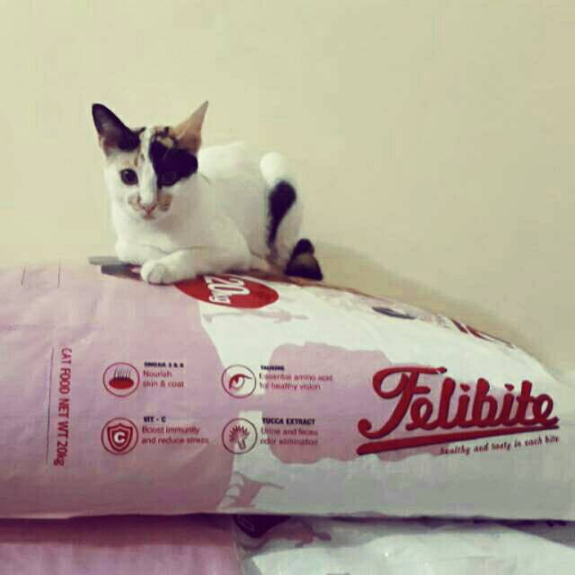 Grosir Makanan Kucing Karungan Di Bandung GROSIRKU