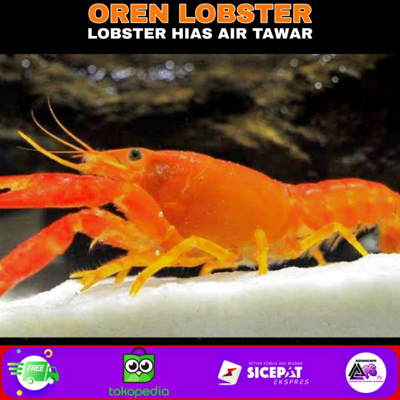 Jual Lobster Hias Akuarium Alam Ikan lobster aquascape