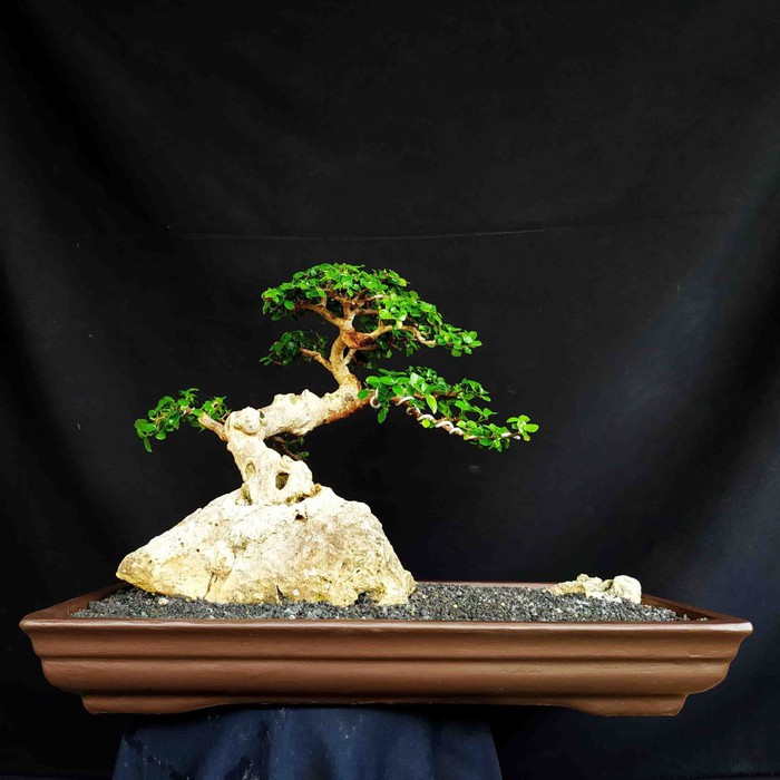 Jual Bonsai Tanaman Hias Pohon Serut Diatas Batu On The Rock Matang  Indonesia|Shopee Indonesia