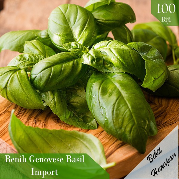 Jual Benih Bibit Biji Genovese Basil Tanaman Herbal Herb Import