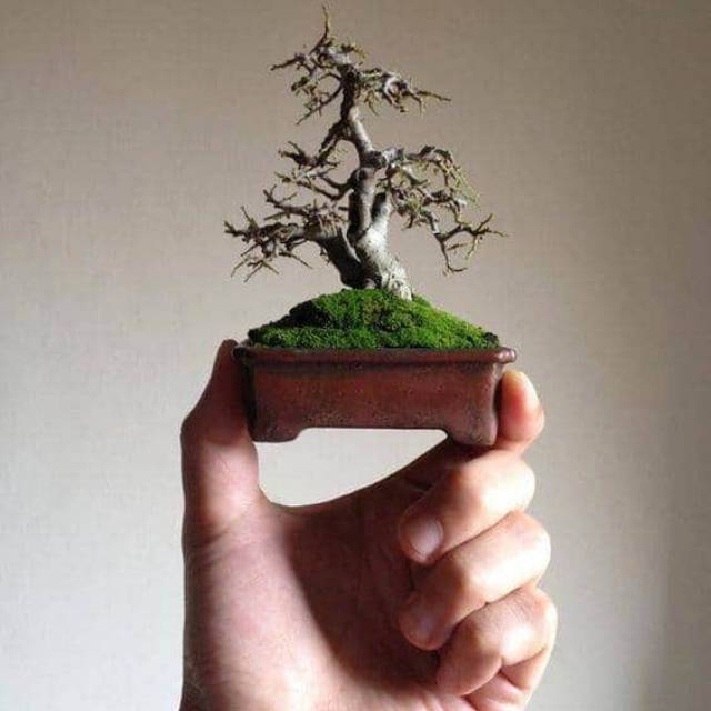 Jual Bahan Bonsai Serut Mame/Mini Indonesia|Shopee Indonesia