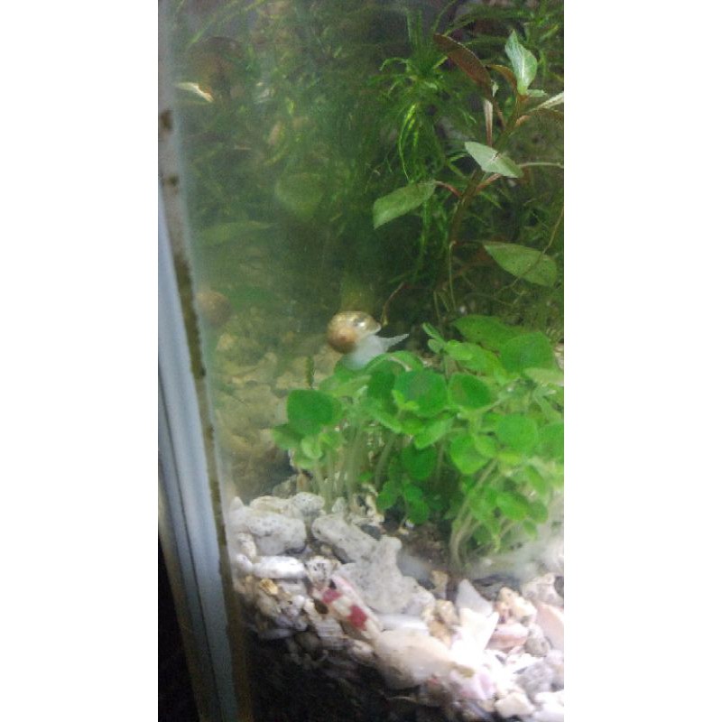 Jual siput batik mini, sipembersih aquascape Indonesia