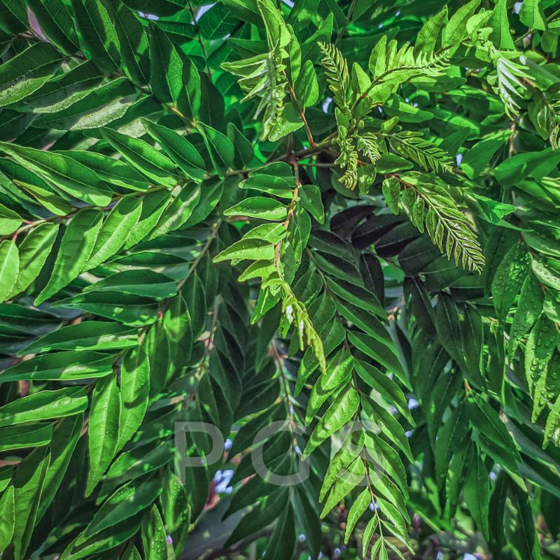 Daun Kari / Temurui / Salam Koja / Korobelek / Korokeling / Curry