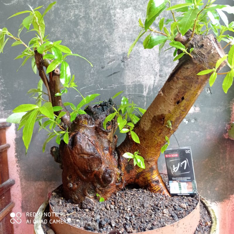 Jual Bahan Bonsai Picus Beringin Loa Realpic Indonesia|Shopee Indonesia
