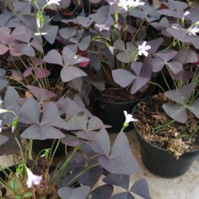 Tanaman Hias Bunga KupuKupu Bauhinia Purpurea Tanaman Daun Kupu Kupu