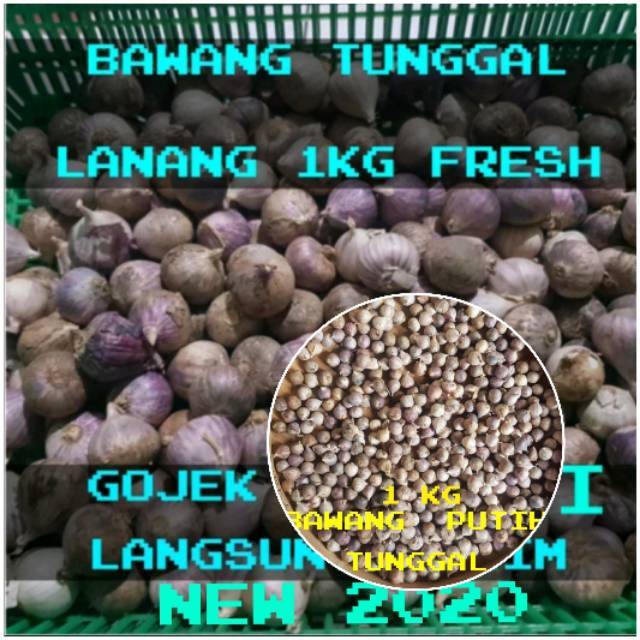 BAWANG PUTIH TUNGGAL /BAWANG LANANG SIUNG JANTAN 1KG Shopee Indonesia