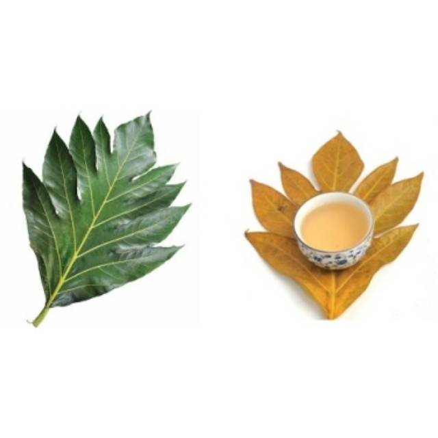 TERMURAH Daun sukun kering 500 gram / daun sukun obat ginjal /obat