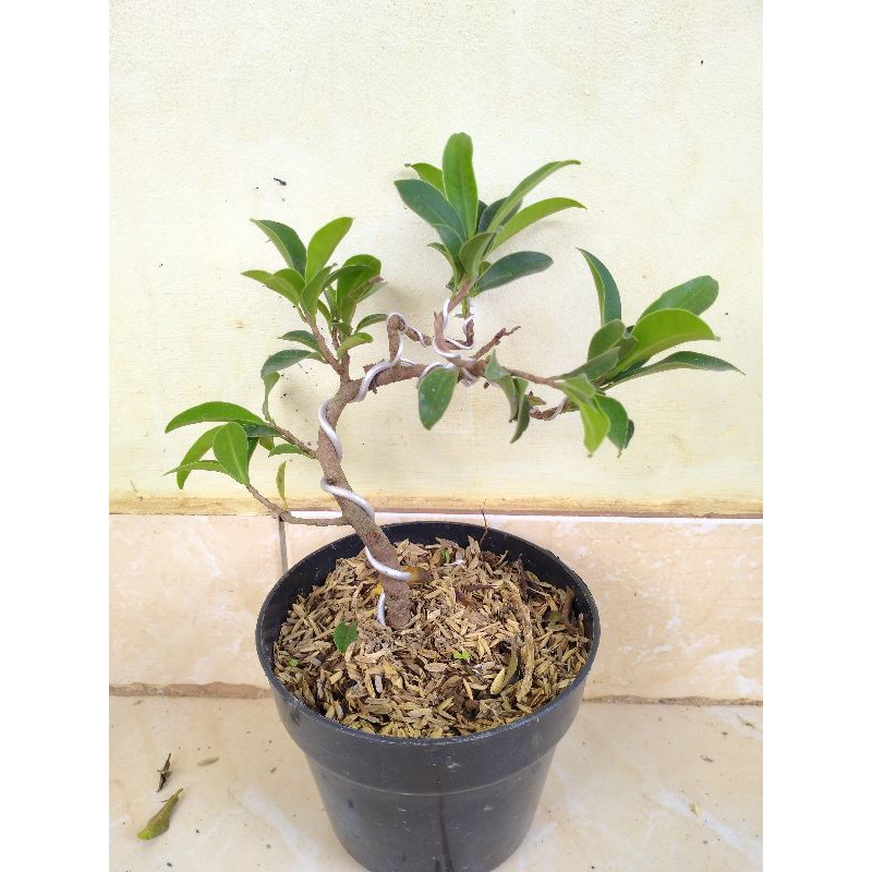 Jual Bonsai Beringin Legend Indonesia|Shopee Indonesia